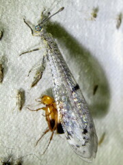 Bandidus canifrons