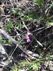 Indigofera angustifolia
