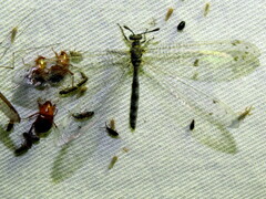 Bandidus canifrons