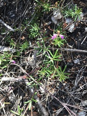 Indigofera angustifolia