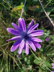 Anemone hortensis