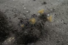 Anthothoe albocincta