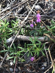 Indigofera angustifolia