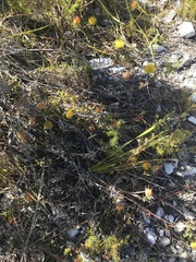 Leucospermum gracile