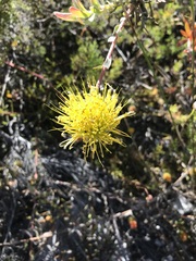 Leucospermum gracile