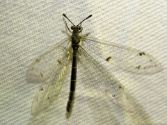 Bandidus canifrons