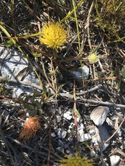 Leucospermum gracile