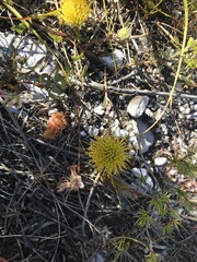 Leucospermum gracile