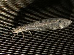 Bandidus canifrons