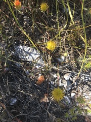 Leucospermum gracile