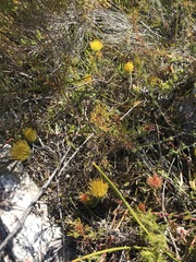 Leucospermum gracile