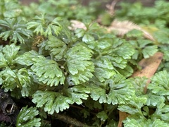 Hymenophyton