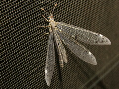Bandidus canifrons