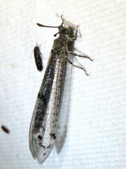 Bandidus canifrons