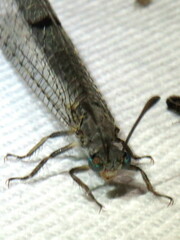 Bandidus canifrons