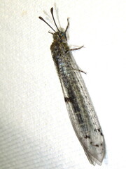 Bandidus canifrons