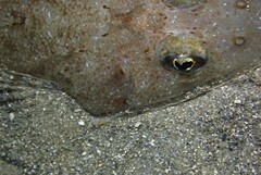 Platycephalidae