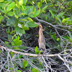 Ixobrychus flavicollis