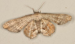 Epiplema inconspicua