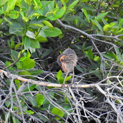 Ixobrychus flavicollis