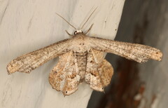 Epiplema inconspicua