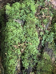 Hymenophyton