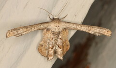 Epiplema inconspicua