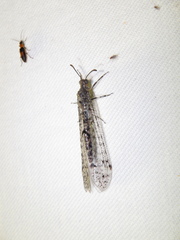 Bandidus canifrons