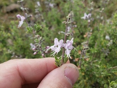 Ocimum burchellianum