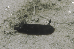 Dendrodoris arborescens