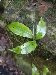Tetrastigma formosanum