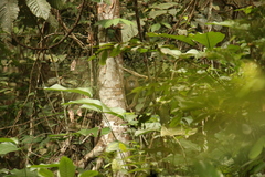 Mandrillus sphinx