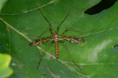 Epiphragma ocellare