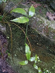 Tetrastigma formosanum