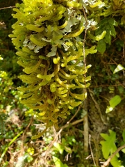 Cladomnion ericoides