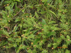 Helichrysum herbaceum