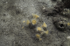 Anthothoe albocincta