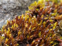 Andreaea