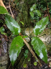 Tetrastigma formosanum