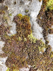 Andreaea