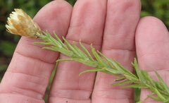Helichrysum herbaceum