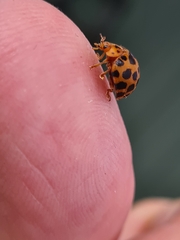 Henosepilachna sumbana