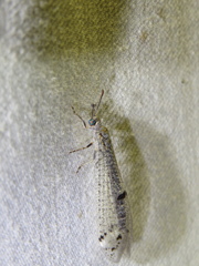 Bandidus canifrons