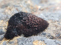 Andreaea