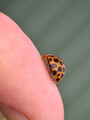 Henosepilachna sumbana