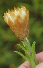 Helichrysum herbaceum