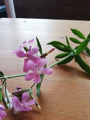 Saponaria officinalis