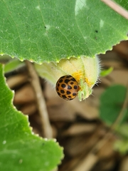 Henosepilachna sumbana