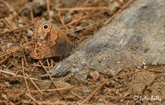 Paramacera xicaque xicaque