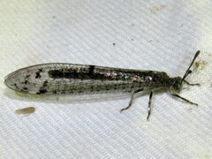 Bandidus canifrons
